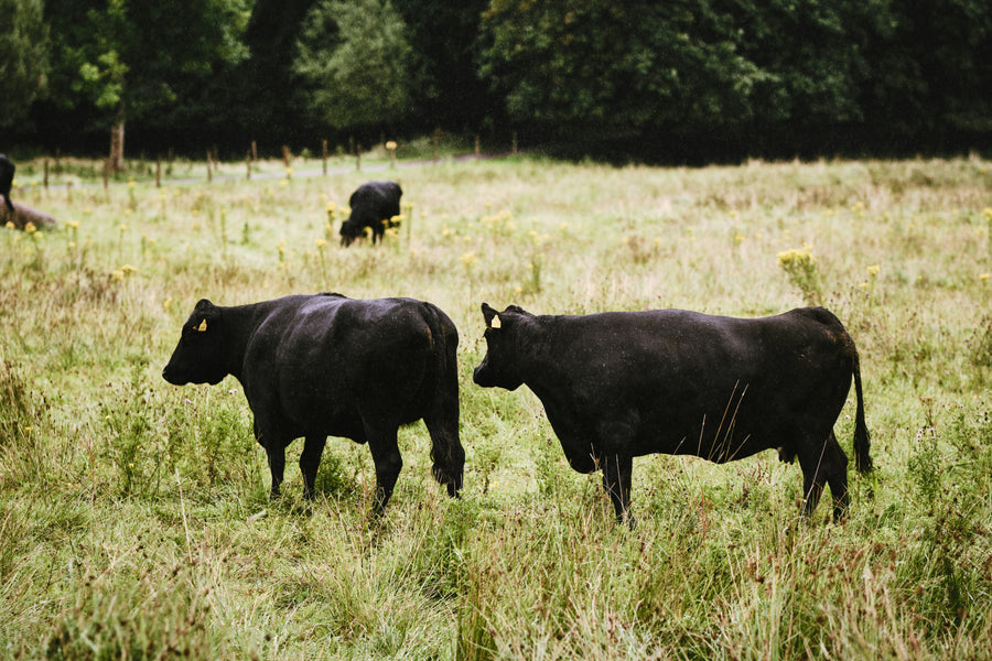 Martin's Family Farm