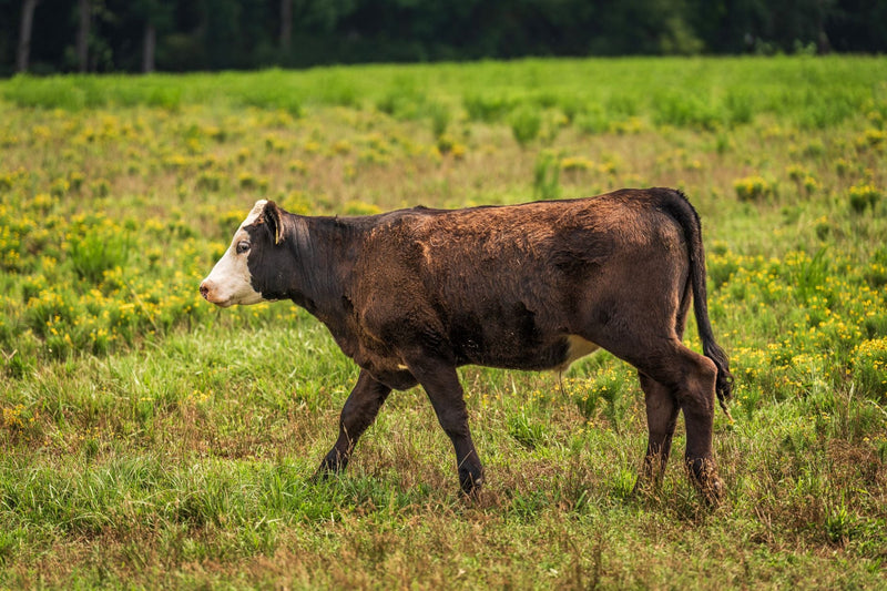 Best Grass Fed Ground Beef for Keto in Canada 2026 - Northern Raised