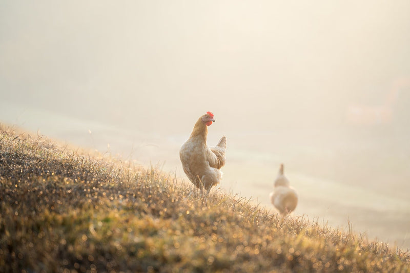 Best Organic Chicken Breast Online Canada 2026 - Northern Raised