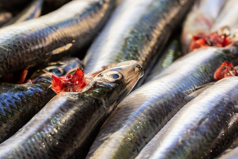 Best Wild Caught Salmon Online Canada 2026 - Northern Raised