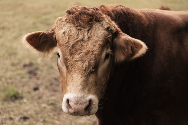 Grass Fed Beef Toronto Delivery: Best Options 2026 - Northern Raised