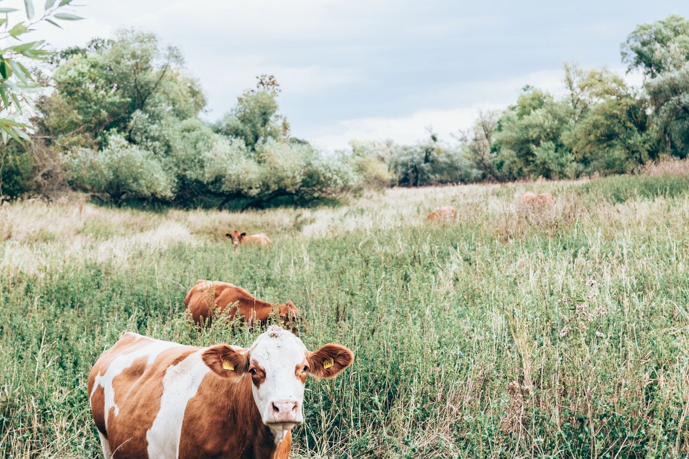 Grass Fed Ground Beef Ontario Delivery Guide 2026 - Northern Raised