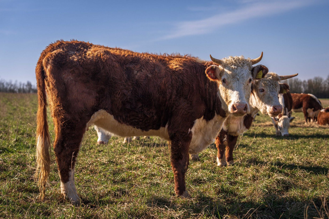 Grass Fed Ground Beef Subscription Canada 2026 - Northern Raised