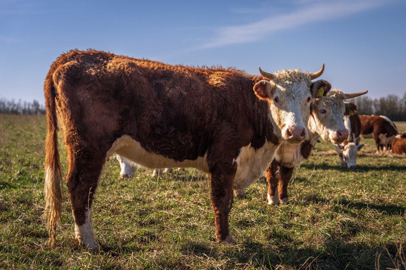 Grass Fed Ground Beef Subscription Canada 2026 - Northern Raised