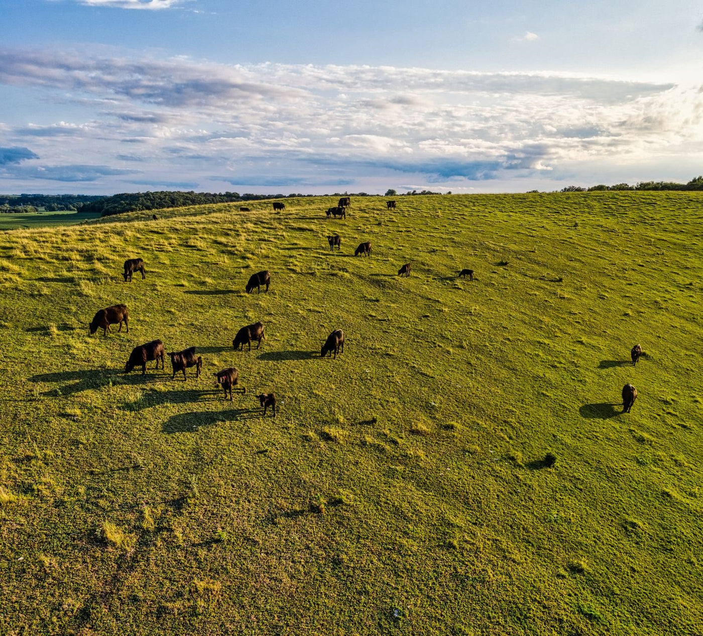 Grass Fed Lean Ground Beef for High Protein — 2026 Guide - Northern Raised