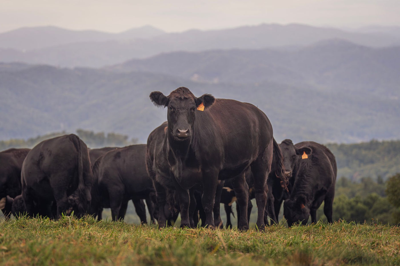 How to Store Grass Fed Ground Beef (2026 Guide) - Northern Raised