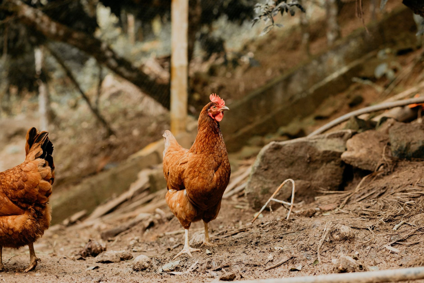 Organic Chicken Breast Calgary: Best Sources 2026 - Northern Raised