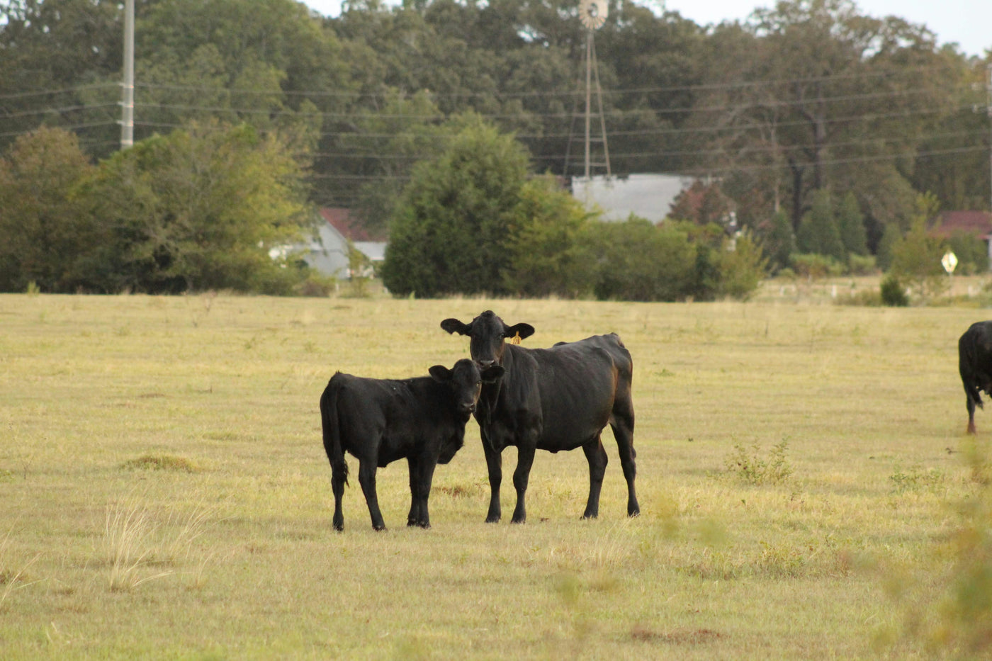 Where to Buy 100% Grass-Fed Beef in Toronto: Why the Grocery Store Label Isn't Enough - Northern Raised