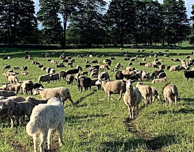 Buschbeck Farms