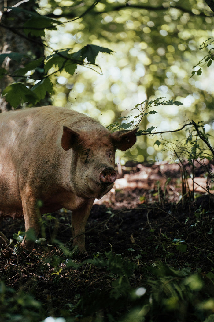 Pork