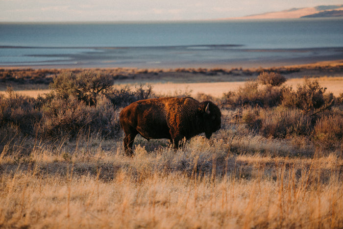 Bison