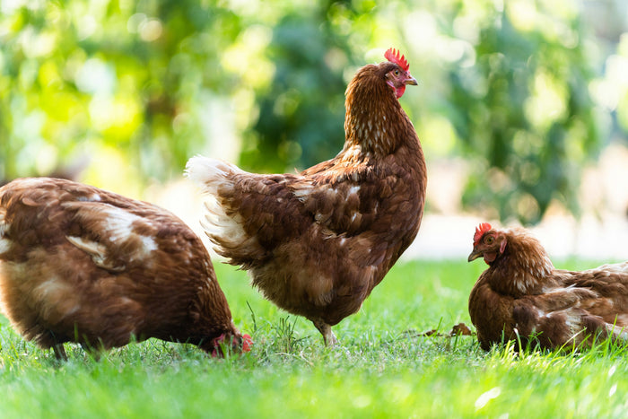 Chicken