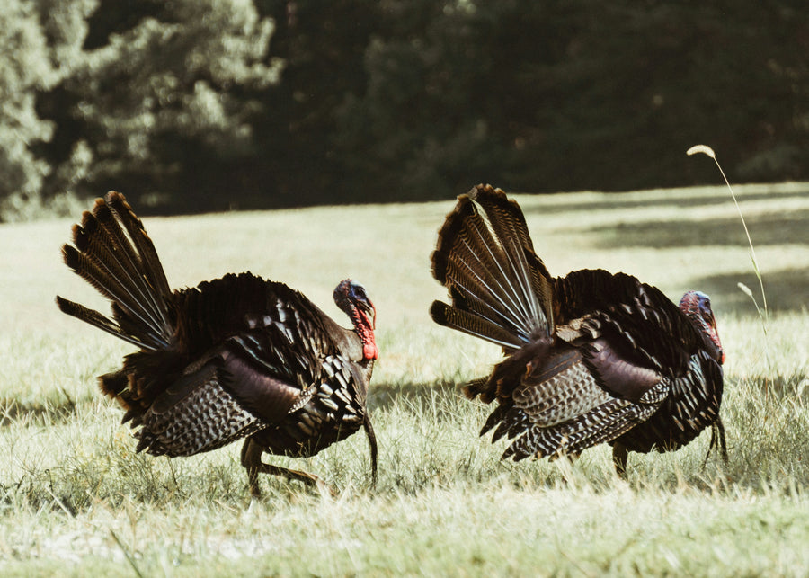 Turkey