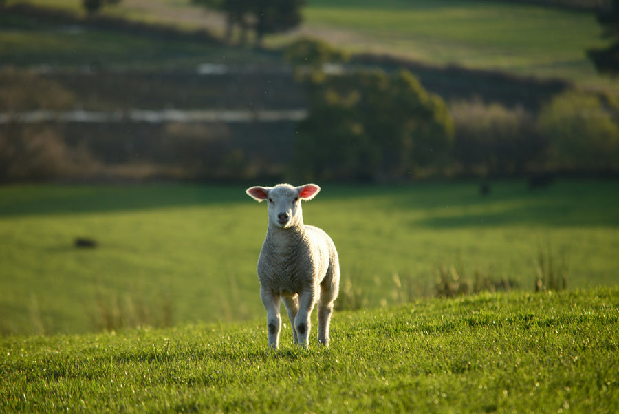 Lamb